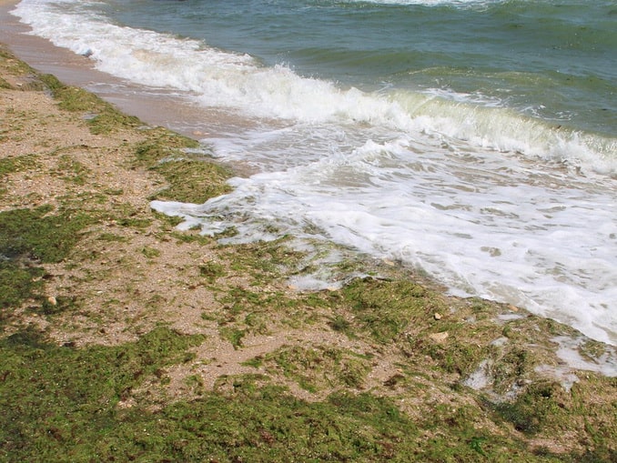 Цветущее море в Анапе можно увидеть уже в июне