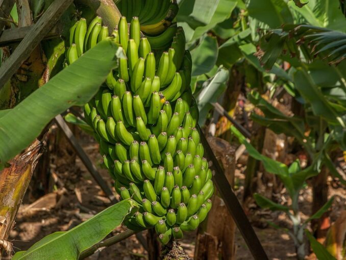 В Турции растут бананы и другие фрукты