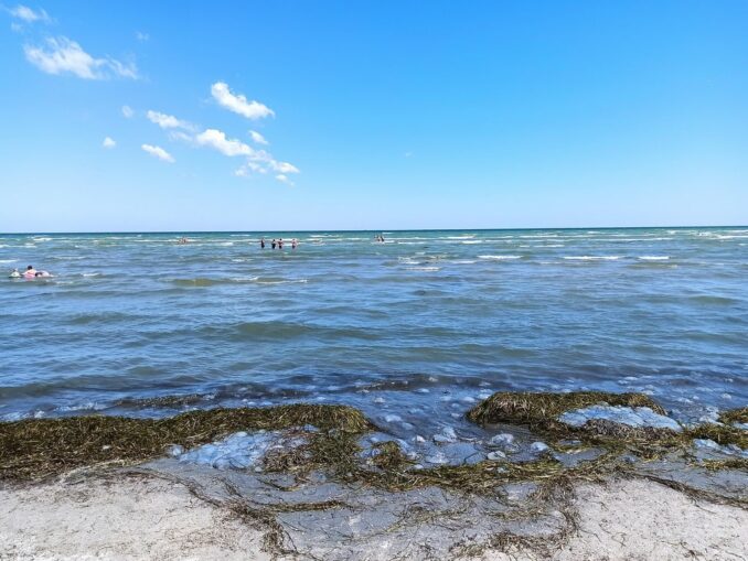 Можно ли купаться когда цветет море в Анапе?