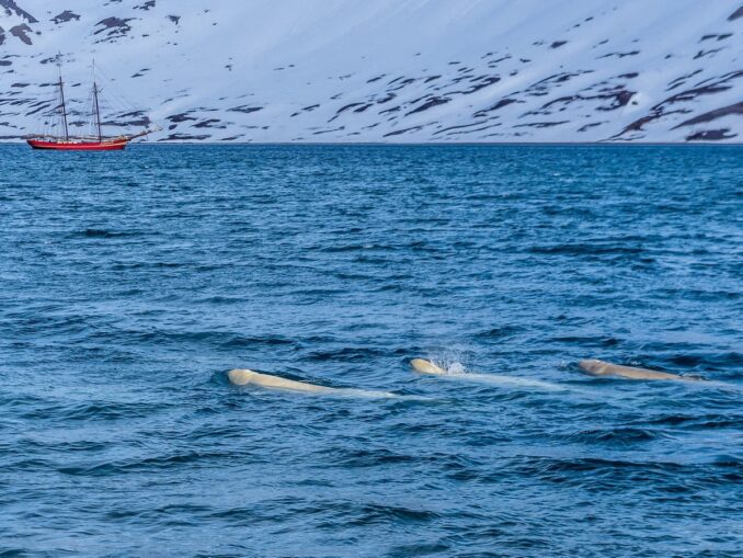 Китов в России можно увидеть и в Белом море