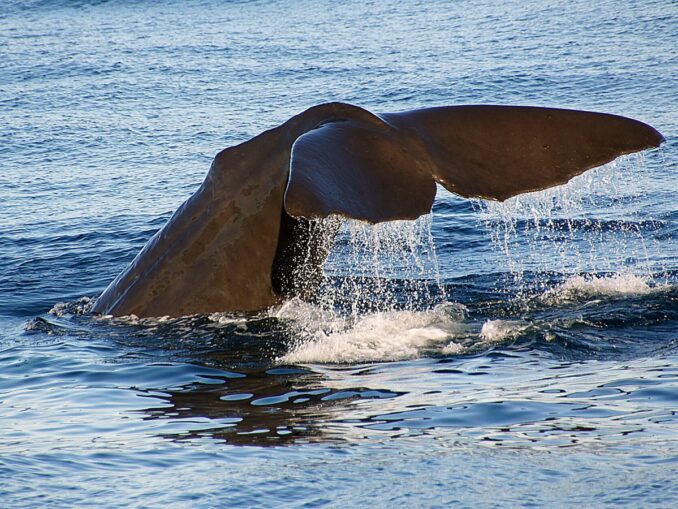 Whales can be found in Russia in the Barents Sea