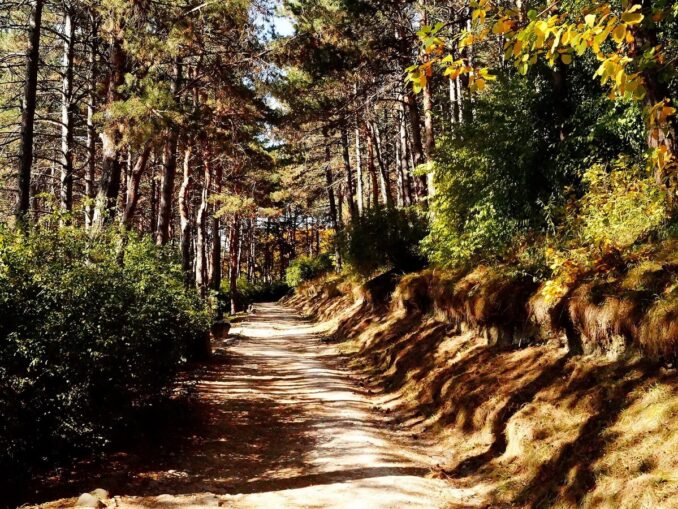 Кисловодский национальный парк. Терренкур