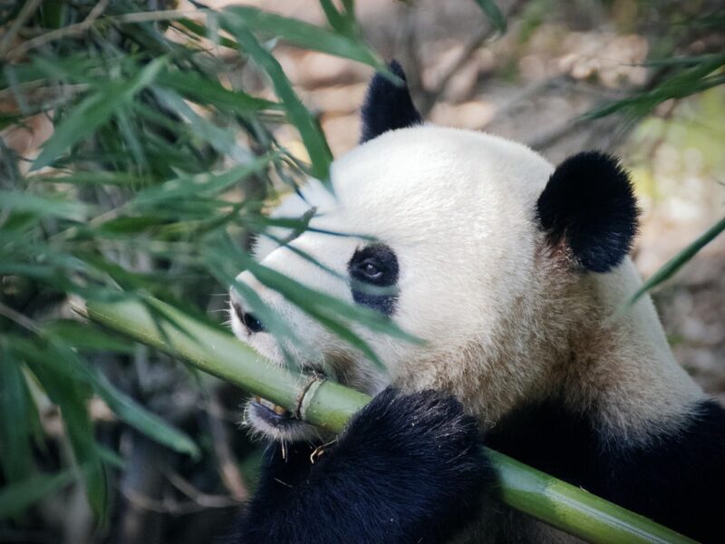 Панд нужно обязательно увидеть в Китае