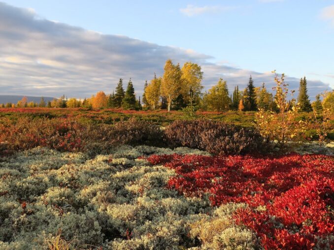 В октябре в Мурманской области тундра становится особенно красивой