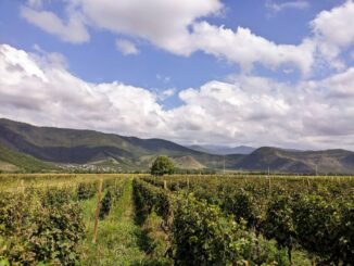 Кахетия - в сентябре в Грузию стоит ехать на отдых!