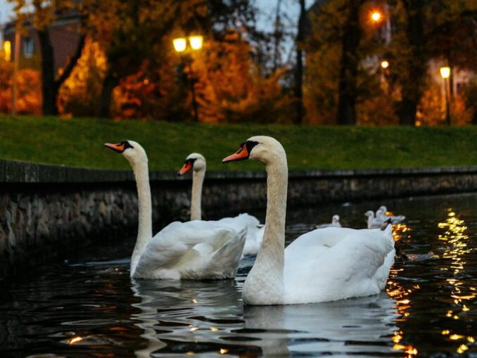 Swans in Kaliningrad feel at home