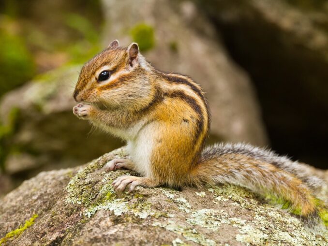 Алтайский край, бурундук