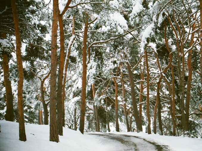 Курортный парк в первую очередь нужно посмотреть в Кисловодске зимой