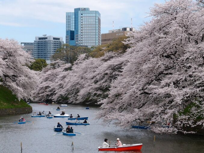 В столице Японии Токио весной можно посмотреть цветение сакуры