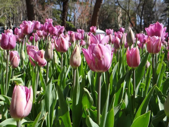 Tulips bloom in Istanbul at the end of March