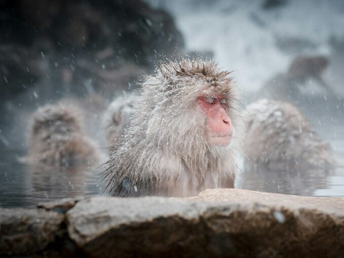 Парк снежных обезьян Дзигокудани - одно из самых интересных мест Японии