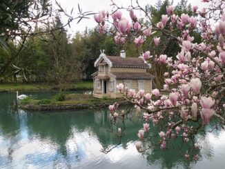 Магнолия - в Адлер в марте стоит ехать на отдых и экскурсии!