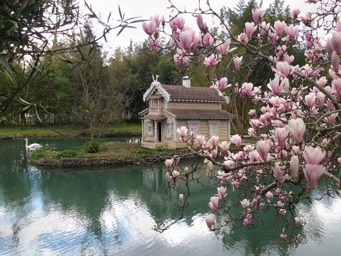 Магнолия - в Сочи весной стоит поехать на экскурсии!