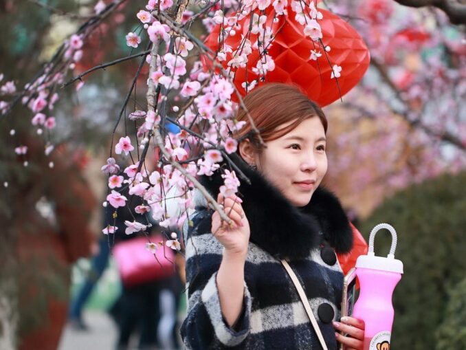 В Пекин в марте и апреле стоит ехать на экскурсии и смотреть цветущую сакуру
