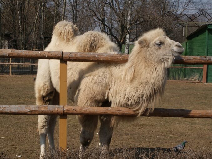 В зоопарк в Минске в первую очередь нужно пойти с ребенком