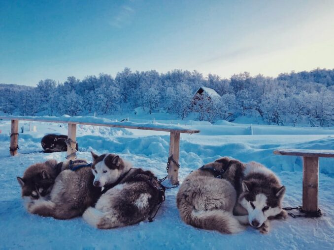 In March in the Murmansk region you can see huskies and go dog sledding