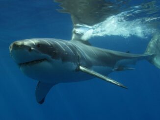 Какие акулы нападают на людей в Египте?