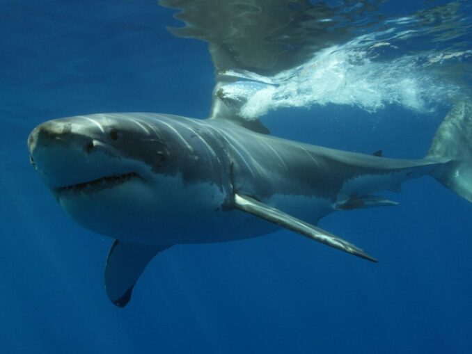 Какие акулы нападают на людей в Египте?