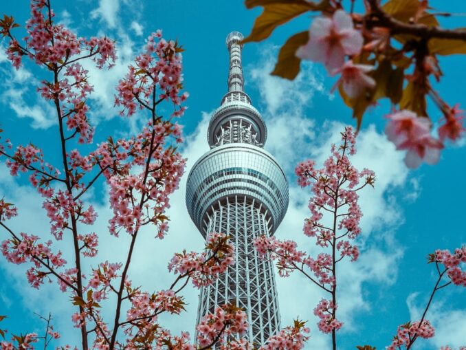 В Токио в марте зацветает сакура