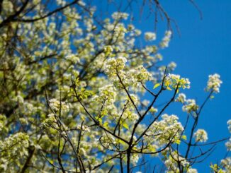 В Ялту в апреле стоит ехать на экскурсии и лечебный отдых