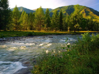 На Алтай в мае стоит ехать посмотреть маральник