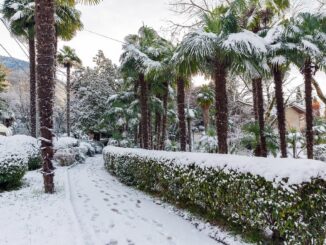 Пальмы в снегу - в Абхазию зимой стоит ехать на отдых и экскурсии!