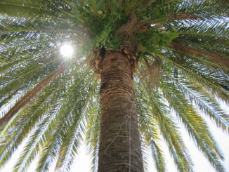 Солнце - в Абхазию в марте стоит ехать на экскурсии