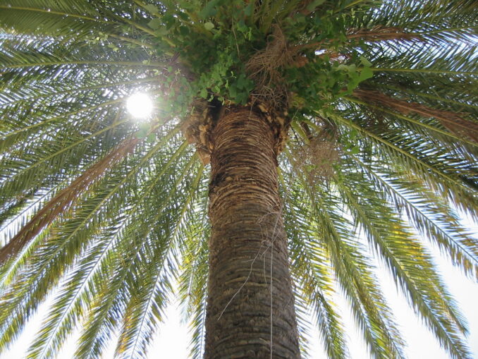 Солнце - в Абхазию в марте стоит ехать на экскурсии