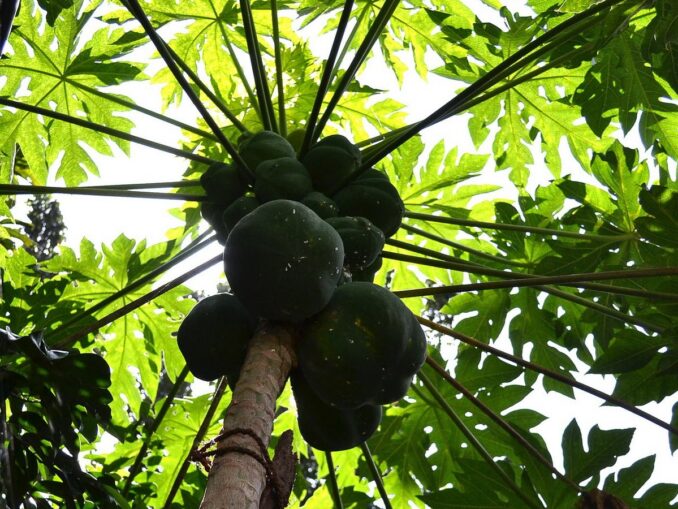 Papaya - Sri Lanka is full of fresh fruit in February