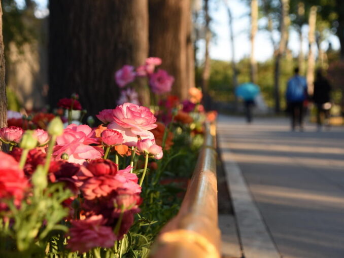 Flowers - the air temperature in Beijing in April even rises to +28-30 degrees Celsius