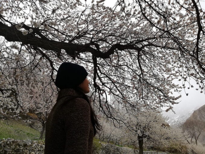 Чтобы увидеть абрикосовые деревья в цвету, нужно поехать в Дагестан в апреле