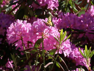 Цветение рододендрона можно увидеть если весной поехать в России в Сочи