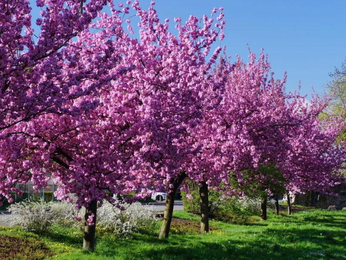 Цветущий вишневый сад - во Владимирской области России нужно отдыхать именно весной