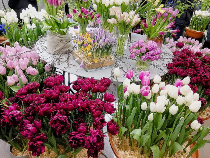 Тюльпаны в Ботаническом саду Санкт-Петербурга