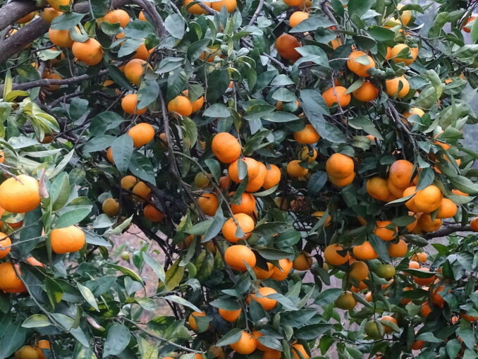 Tangerines are the most popular fruits from Abkhazia