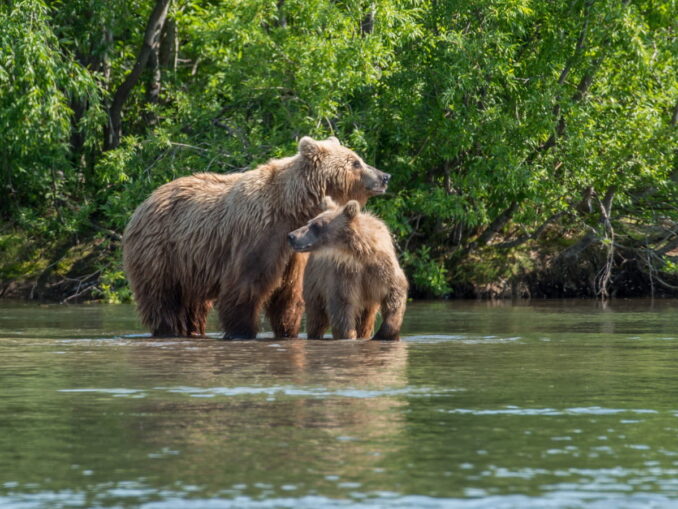 Kuril Lake - bears in Kamchatka are busy with their own business in August